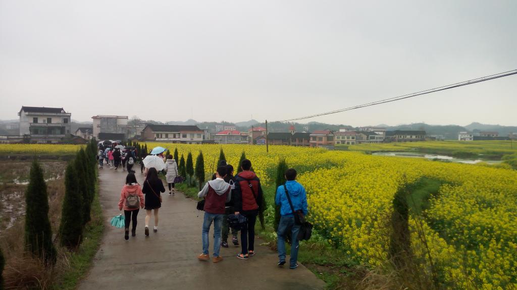 扑进油菜花的花海里