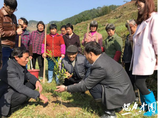 农业技术专家讲解油茶幼苗养护技术
