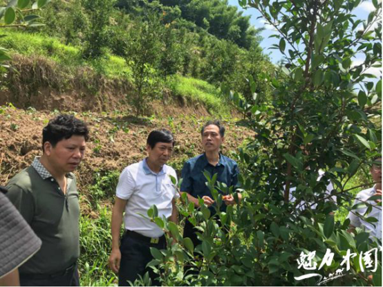校领导现场查看油茶林生长态势